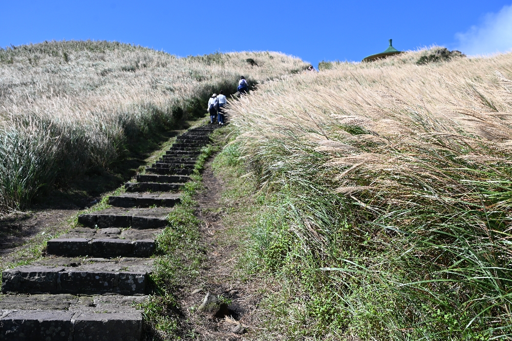 台北【冷水坑】陽明山最美的季節來了!錯過再等一年!冷水坑芒草季必走路線 - 第14張圖 冷水坑芒草