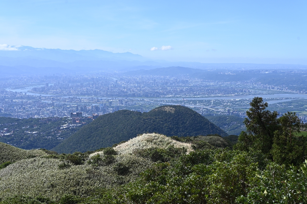 台北【冷水坑】陽明山最美的季節來了!錯過再等一年!冷水坑芒草季必走路線 - 第15張圖 冷水坑芒草