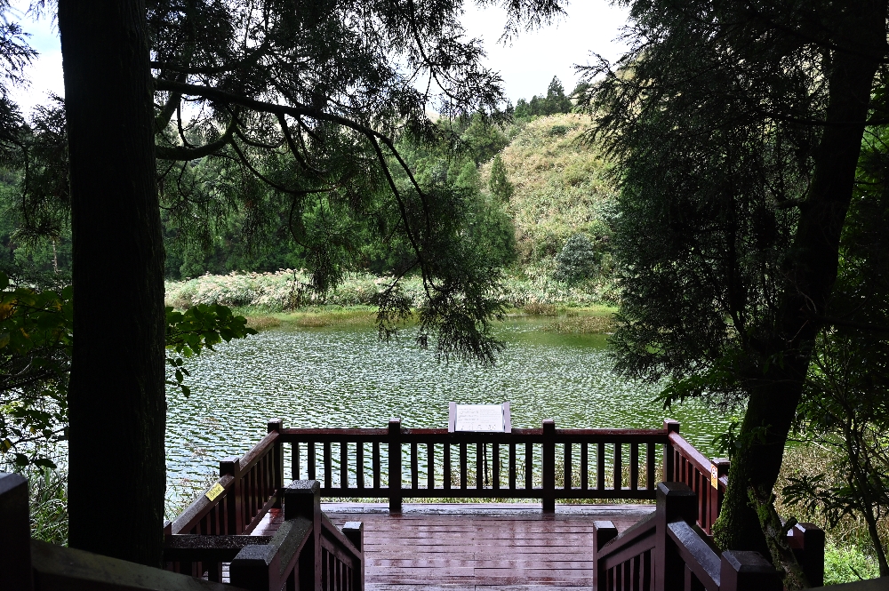 台北【冷水坑】陽明山最美的季節來了!錯過再等一年!冷水坑芒草季必走路線 - 第21張圖