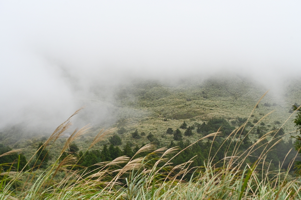 台北【冷水坑】陽明山最美的季節來了!錯過再等一年!冷水坑芒草季必走路線 - 第25張圖 冷水坑芒草