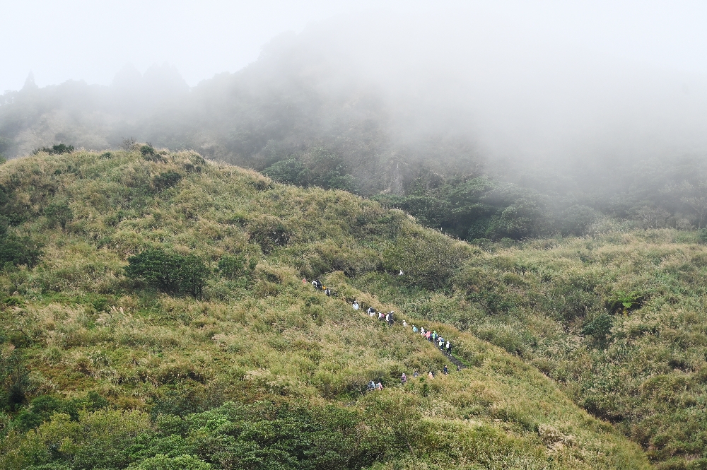 台北【冷水坑】陽明山最美的季節來了!錯過再等一年!冷水坑芒草季必走路線 - 第3張圖 冷水坑芒草