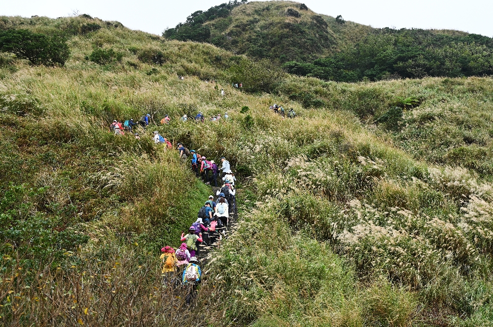 台北【冷水坑】陽明山最美的季節來了!錯過再等一年!冷水坑芒草季必走路線 - 第4張圖 冷水坑芒草