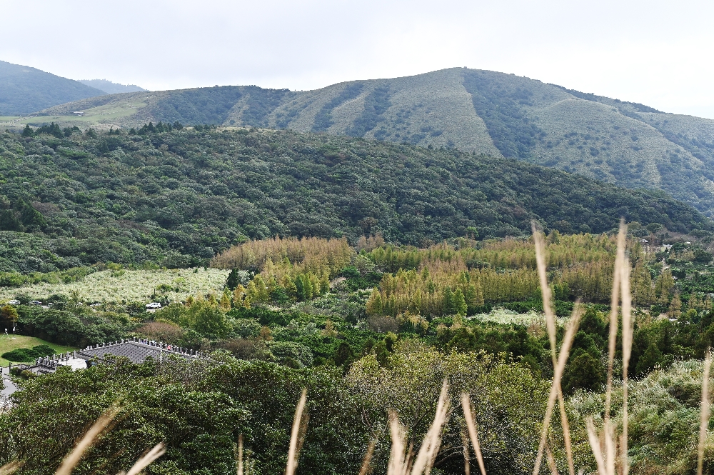 台北【冷水坑】陽明山最美的季節來了!錯過再等一年!冷水坑芒草季必走路線 - 第6張圖