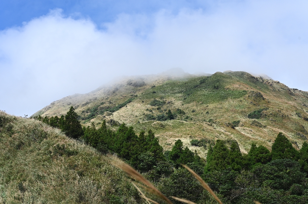 台北【冷水坑】陽明山最美的季節來了!錯過再等一年!冷水坑芒草季必走路線 - 第8張圖