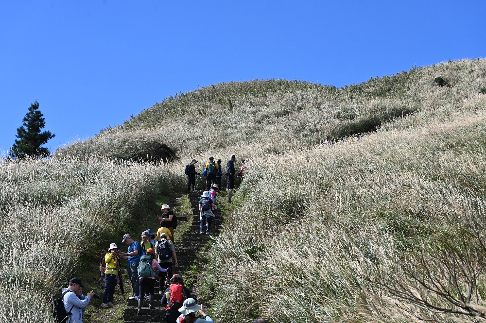 台北【冷水坑】陽明山最美的季節來了!錯過再等一年!冷水坑芒草季必走路線 - 第13張圖 冷水坑芒草