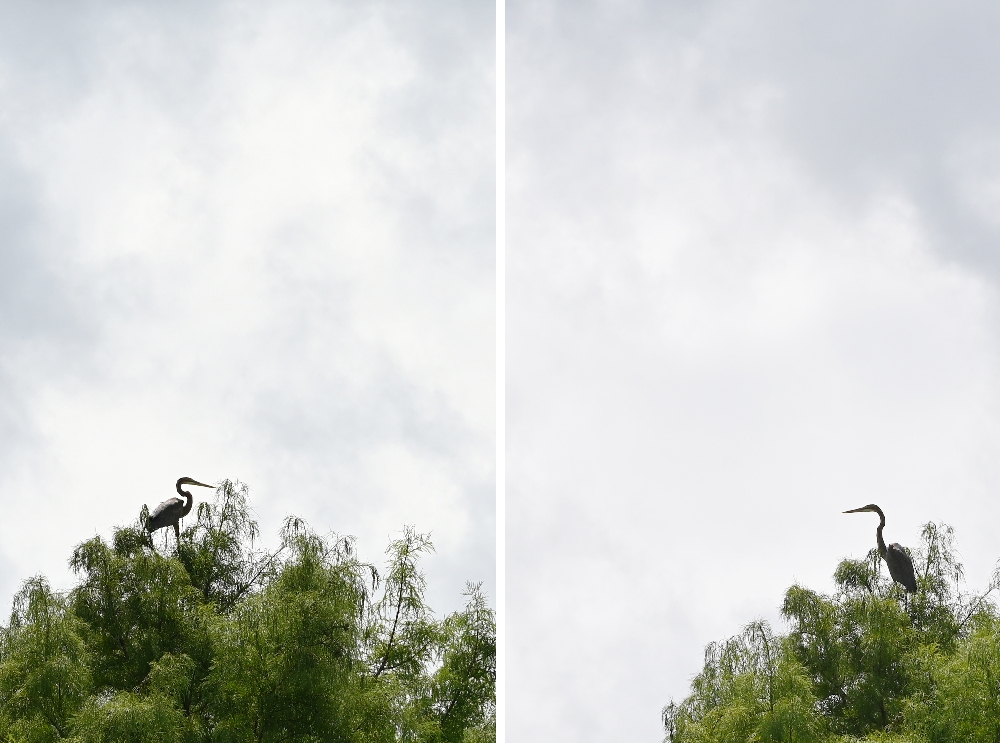 花蓮【理想PAARK水岸生活】花蓮星巴克的水上秘境,展開一段20分鐘夢幻遊湖 - 第13張圖 花蓮【理想PAARK水岸生活】花蓮星巴克的水上秘境,展開一段20分鐘夢幻遊湖