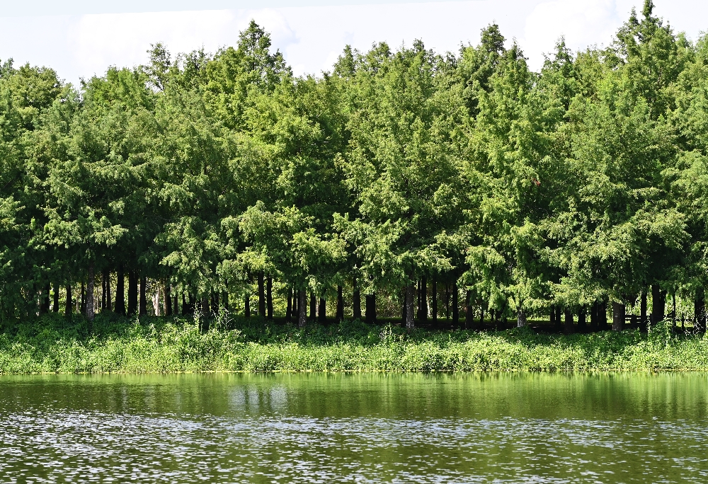 花蓮【理想PAARK水岸生活】花蓮星巴克的水上秘境,展開一段20分鐘夢幻遊湖 - 第11張圖 花蓮【理想PAARK水岸生活】花蓮星巴克的水上秘境,展開一段20分鐘夢幻遊湖