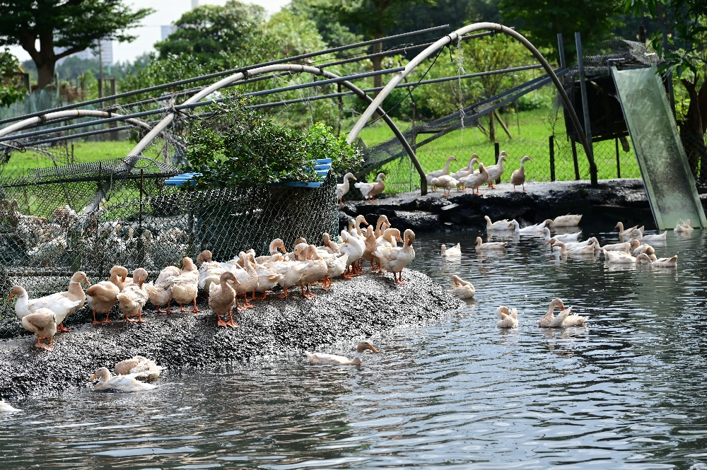 宜蘭【謝記休閒農場－鴨寮故事館】餵鴨子、摸小鴨、撿鴨蛋、做鹹蛋一次滿足