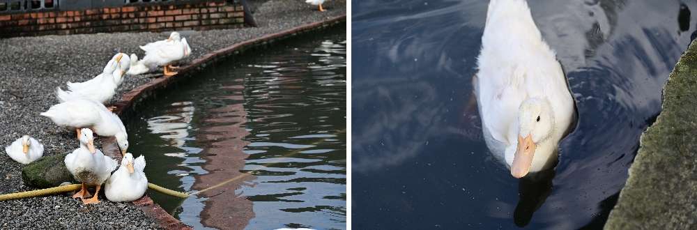 宜蘭【謝記休閒農場－鴨寮故事館】餵鴨子、摸小鴨、撿鴨蛋、做鹹蛋一次滿足