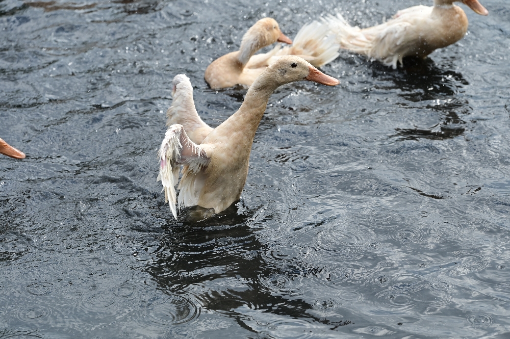 謝記休閒農場－鴨寮故事館