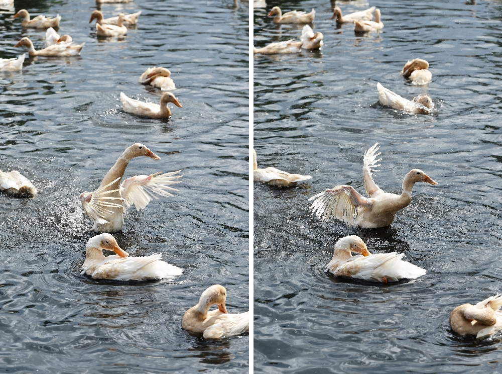 謝記休閒農場－鴨寮故事館