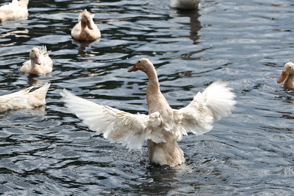 謝記休閒農場－鴨寮故事館