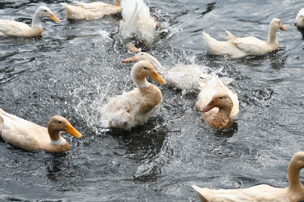 謝記休閒農場－鴨寮故事館