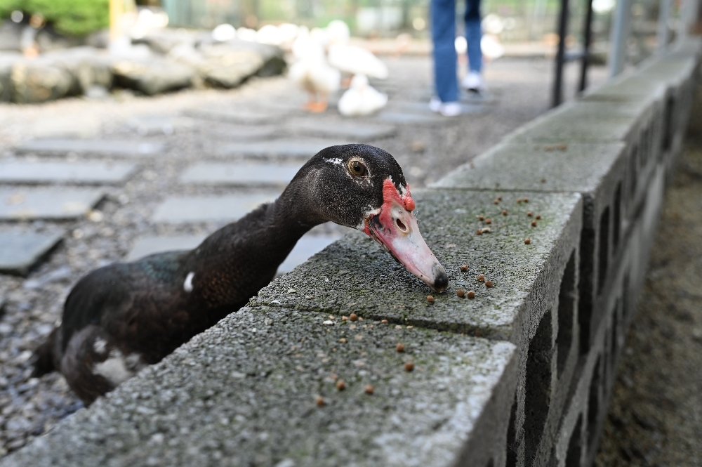 宜蘭【謝記休閒農場－鴨寮故事館】餵鴨子、摸小鴨、撿鴨蛋、做鹹蛋一次滿足