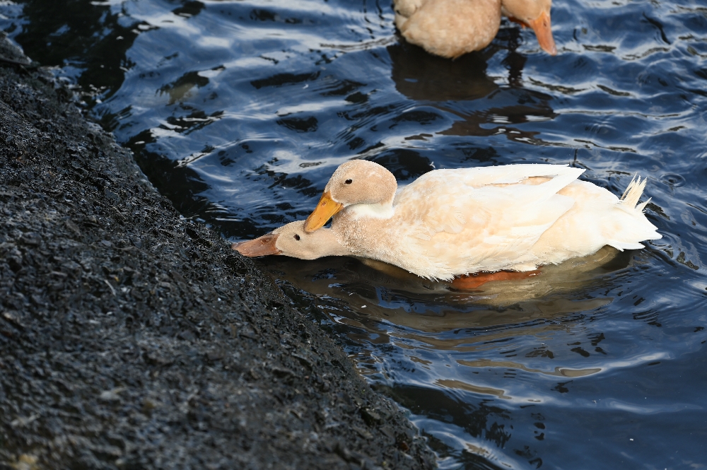 謝記休閒農場－鴨寮故事館