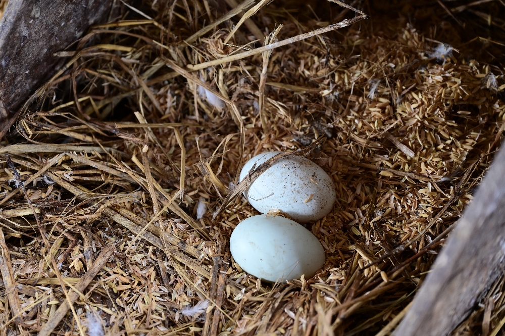 宜蘭【謝記休閒農場－鴨寮故事館】餵鴨子、摸小鴨、撿鴨蛋、做鹹蛋一次滿足