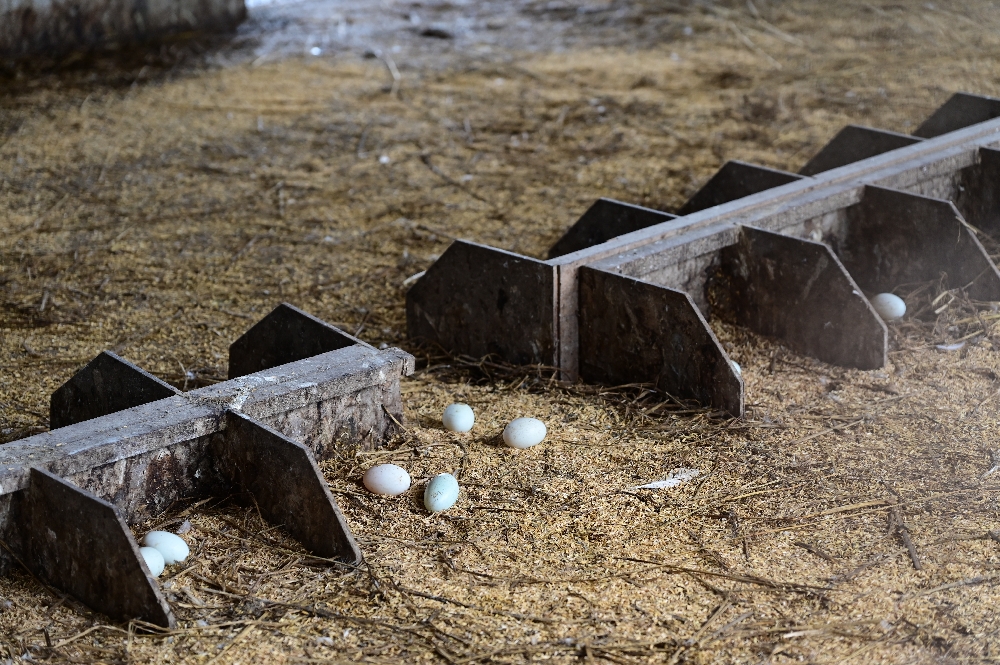 宜蘭【謝記休閒農場－鴨寮故事館】餵鴨子、摸小鴨、撿鴨蛋、做鹹蛋一次滿足