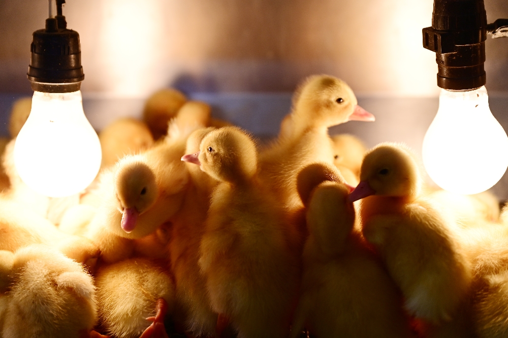 謝記休閒農場－鴨寮故事館