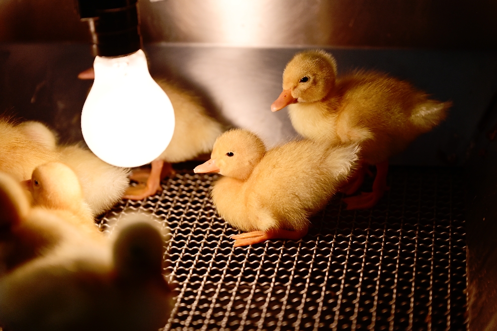 宜蘭【謝記休閒農場－鴨寮故事館】餵鴨子、摸小鴨、撿鴨蛋、做鹹蛋一次滿足