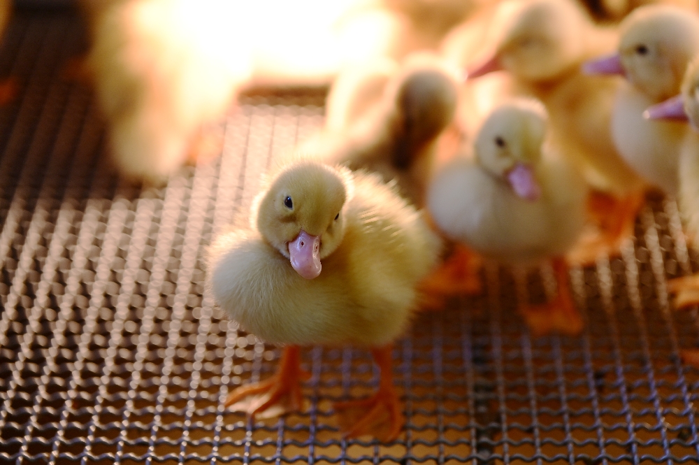 謝記休閒農場－鴨寮故事館