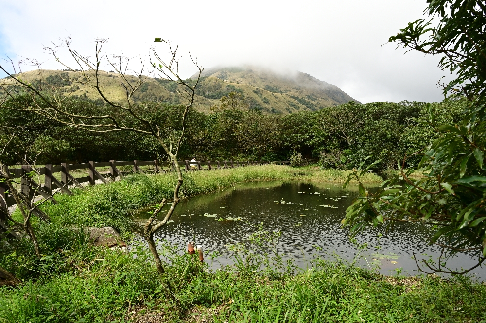 台北陽明山【擎天崗】新手也能輕鬆走的冷擎步道:沿途必拍景點、太陽谷大草原與水牛芒草一次收齊 - 第8張圖 台北陽明山【擎天崗】新手也能輕鬆走的冷擎步道:沿途必拍景點、太陽谷大草原與水牛芒草一次收齊