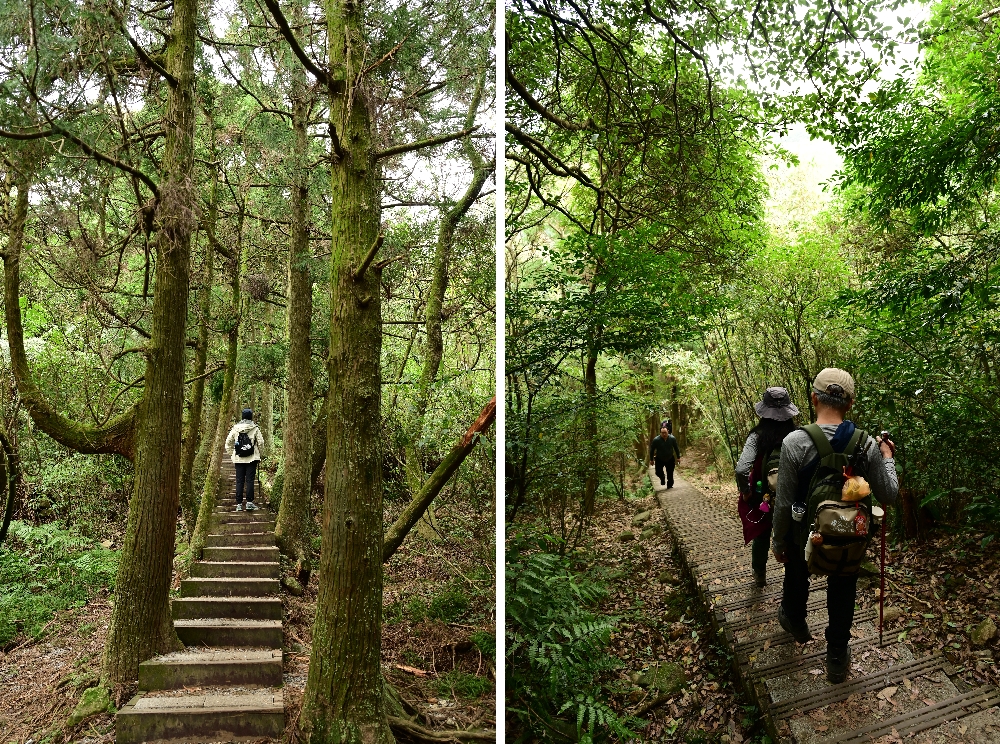 台北陽明山【擎天崗】新手也能輕鬆走的冷擎步道:沿途必拍景點、太陽谷大草原與水牛芒草一次收齊 - 第9張圖 台北陽明山【擎天崗】新手也能輕鬆走的冷擎步道:沿途必拍景點、太陽谷大草原與水牛芒草一次收齊