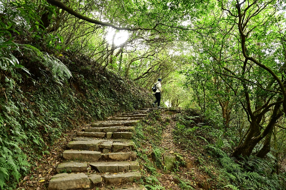 台北陽明山【擎天崗】新手也能輕鬆走的冷擎步道:沿途必拍景點、太陽谷大草原與水牛芒草一次收齊 - 第10張圖 台北陽明山【擎天崗】新手也能輕鬆走的冷擎步道:沿途必拍景點、太陽谷大草原與水牛芒草一次收齊
