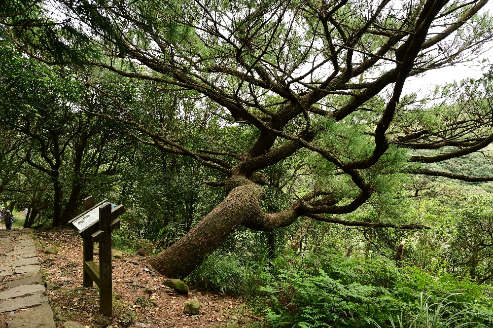 台北陽明山【擎天崗】新手也能輕鬆走的冷擎步道:沿途必拍景點、太陽谷大草原與水牛芒草一次收齊 - 第13張圖 台北陽明山【擎天崗】新手也能輕鬆走的冷擎步道:沿途必拍景點、太陽谷大草原與水牛芒草一次收齊