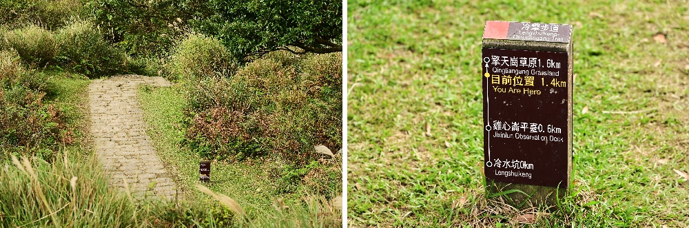 台北陽明山【擎天崗】新手也能輕鬆走的冷擎步道:沿途必拍景點、太陽谷大草原與水牛芒草一次收齊 - 第14張圖 台北陽明山【擎天崗】新手也能輕鬆走的冷擎步道:沿途必拍景點、太陽谷大草原與水牛芒草一次收齊