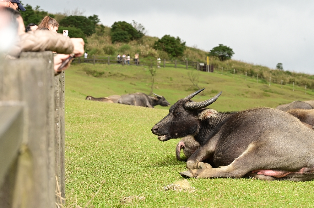 台北陽明山【擎天崗】新手也能輕鬆走的冷擎步道:沿途必拍景點、太陽谷大草原與水牛芒草一次收齊 - 第23張圖 擎天崗