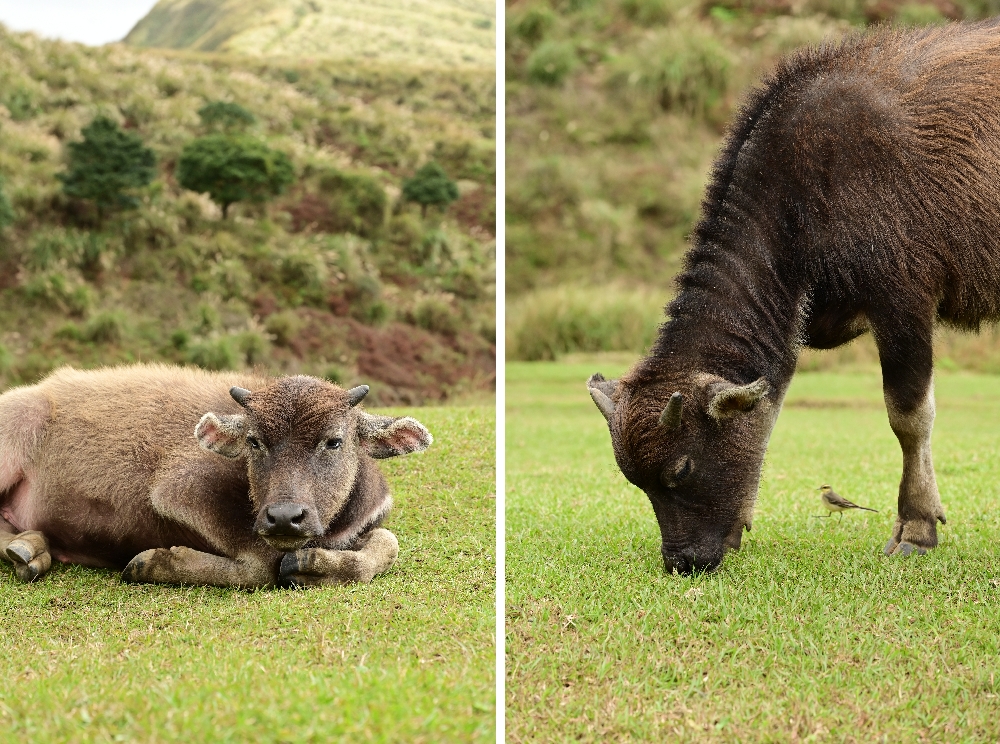 台北陽明山【擎天崗】新手也能輕鬆走的冷擎步道:沿途必拍景點、太陽谷大草原與水牛芒草一次收齊 - 第24張圖 擎天崗