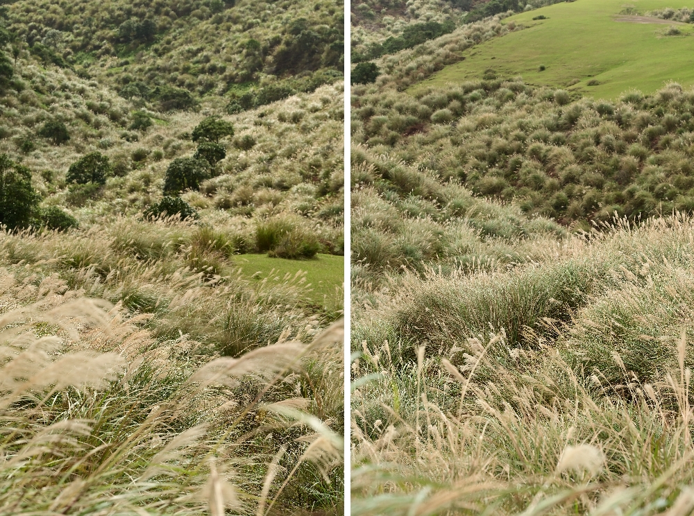 台北陽明山【擎天崗】新手也能輕鬆走的冷擎步道:沿途必拍景點、太陽谷大草原與水牛芒草一次收齊 - 第16張圖 擎天崗