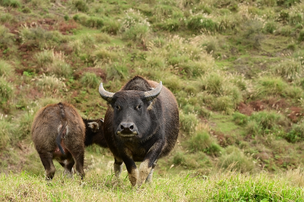 台北陽明山【擎天崗】新手也能輕鬆走的冷擎步道:沿途必拍景點、太陽谷大草原與水牛芒草一次收齊 - 第27張圖 擎天崗