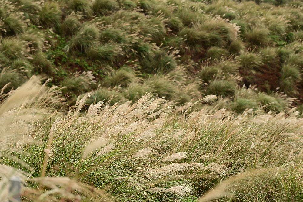 台北陽明山【擎天崗】新手也能輕鬆走的冷擎步道:沿途必拍景點、太陽谷大草原與水牛芒草一次收齊 - 第17張圖 擎天崗