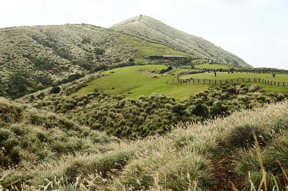 台北陽明山【擎天崗】新手也能輕鬆走的冷擎步道:沿途必拍景點、太陽谷大草原與水牛芒草一次收齊 - 第15張圖 擎天崗
