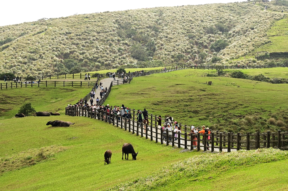 台北陽明山【擎天崗】新手也能輕鬆走的冷擎步道:沿途必拍景點、太陽谷大草原與水牛芒草一次收齊 - 第19張圖 擎天崗