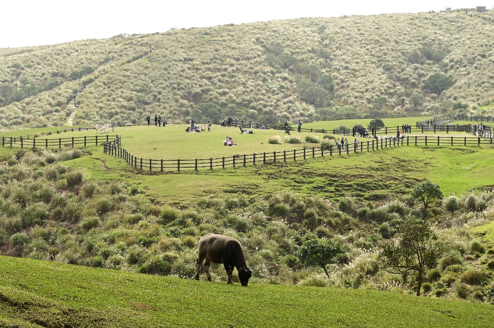 台北陽明山【擎天崗】新手也能輕鬆走的冷擎步道:沿途必拍景點、太陽谷大草原與水牛芒草一次收齊 - 第22張圖 擎天崗
