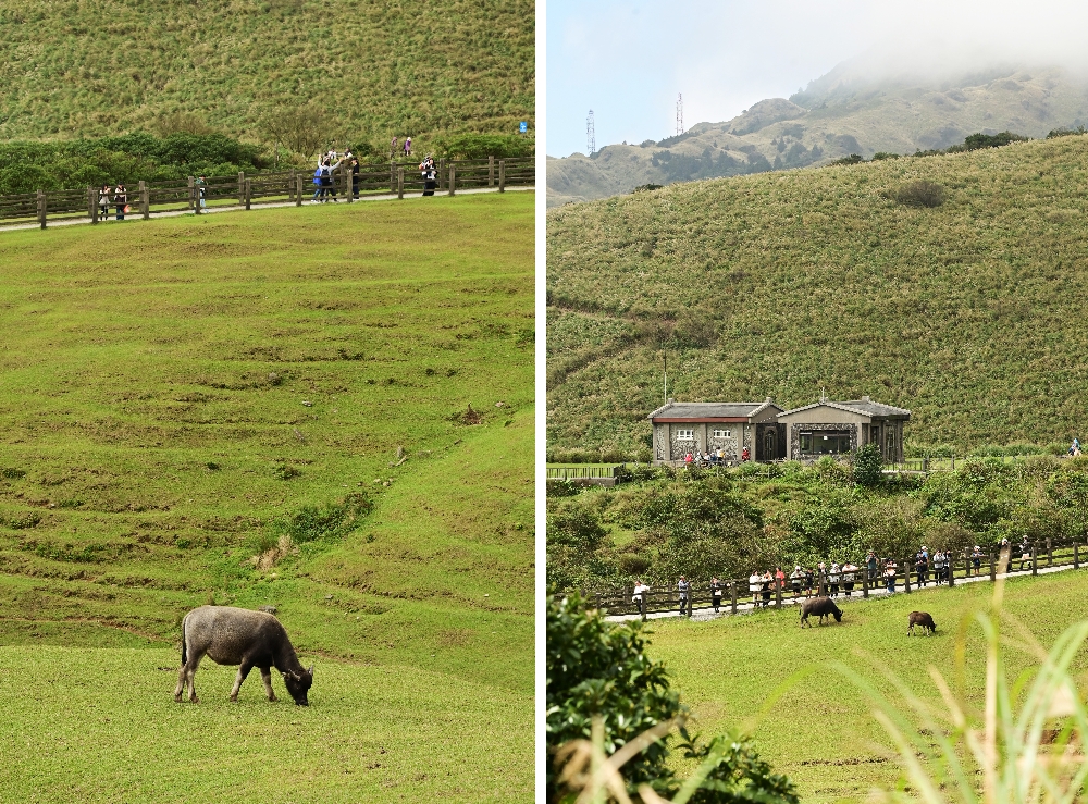 台北陽明山【擎天崗】新手也能輕鬆走的冷擎步道:沿途必拍景點、太陽谷大草原與水牛芒草一次收齊 - 第21張圖 擎天崗