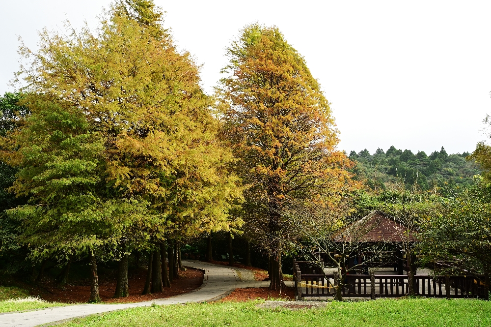 台北陽明山【擎天崗】新手也能輕鬆走的冷擎步道:沿途必拍景點、太陽谷大草原與水牛芒草一次收齊 - 第2張圖 台北陽明山【擎天崗】新手也能輕鬆走的冷擎步道:沿途必拍景點、太陽谷大草原與水牛芒草一次收齊